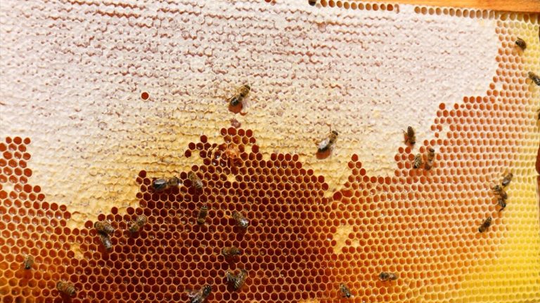 Bal, Doğu Karadeniz'den 11 ülkeye ihraç edildi