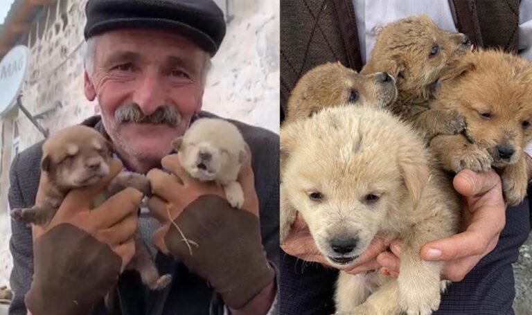 Anneleri kurt saldırısında ölen yavrulara bakar! – Türkiye haberlerini kırmak