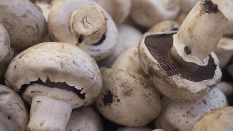 Mantar zehirlenmesinin belirtileri nelerdir? Mantar zehirlenmesi nasıl anlaşılır? Tedavi yöntemleri nelerdir?