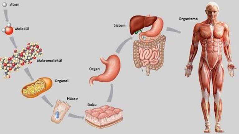 Kumaştan vücuttaki fark nedir? Organ ile kumaştaki farklılıklar nelerdir?