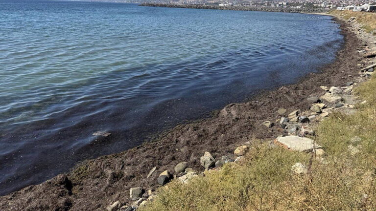 Costa Tekirdağ kaplı yosun – Son Dakika Türkiye Haberleri